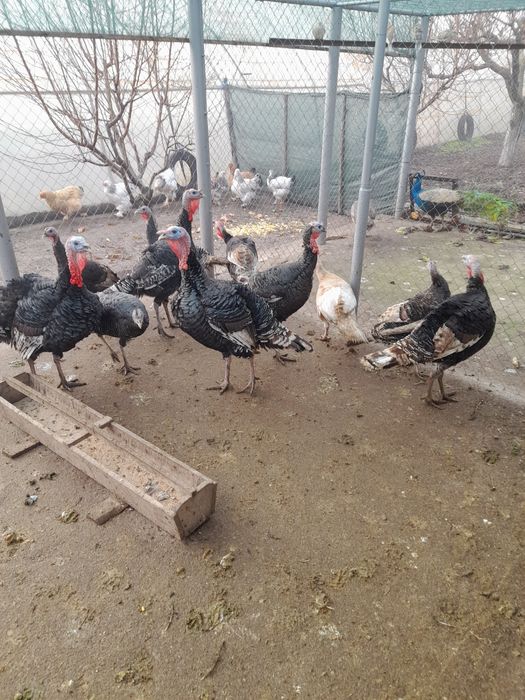 Мисирки местни 13лв.кг.