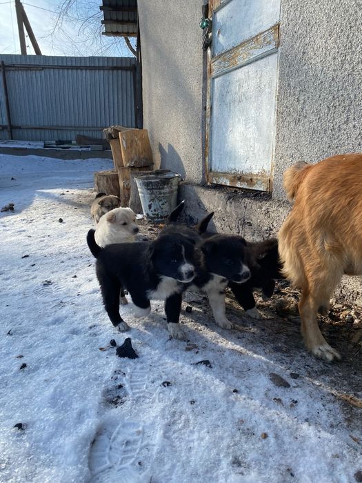 Отдаем собачек в хорошие руки