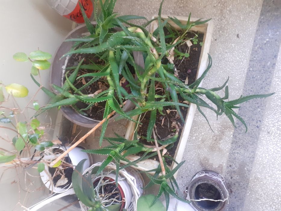 Предлагам Цвете Алое в саксия