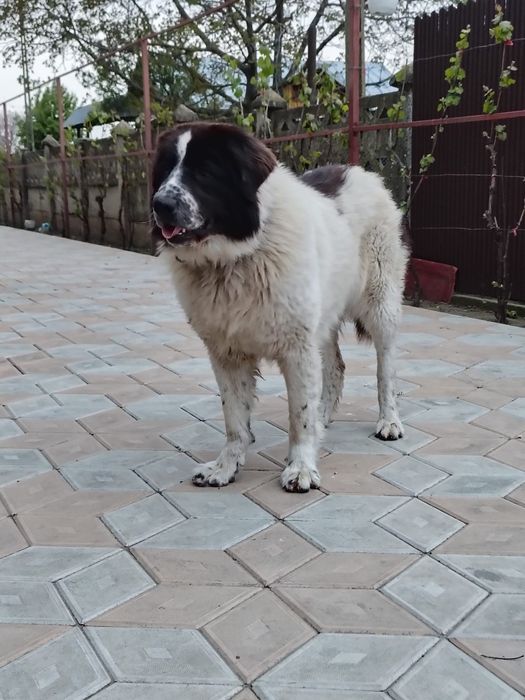 Femela Ciobănesc de Bucovina cu pedigree