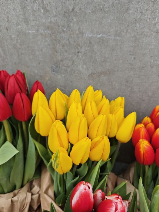 Тюльпаны оптом высшего качества