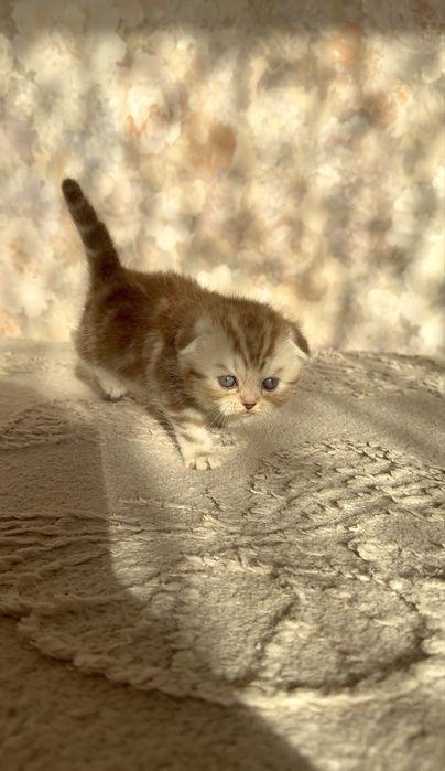 Шотландские вислоухие котята