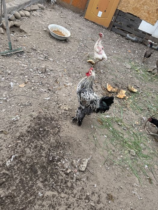 Продам петуха браммы