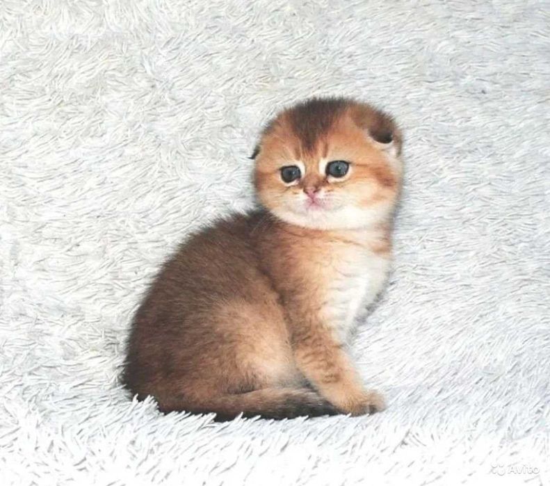 Породистые Шиншиллы продам