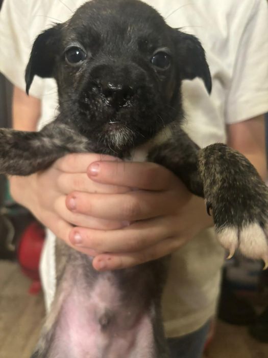 Отдам кутят бесплатно