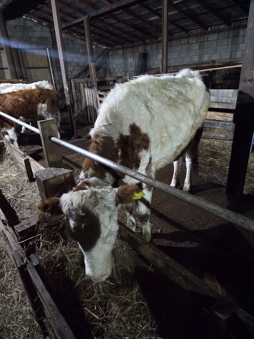 Продам коров с телятами