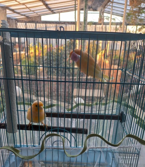 Продам канареек парочка