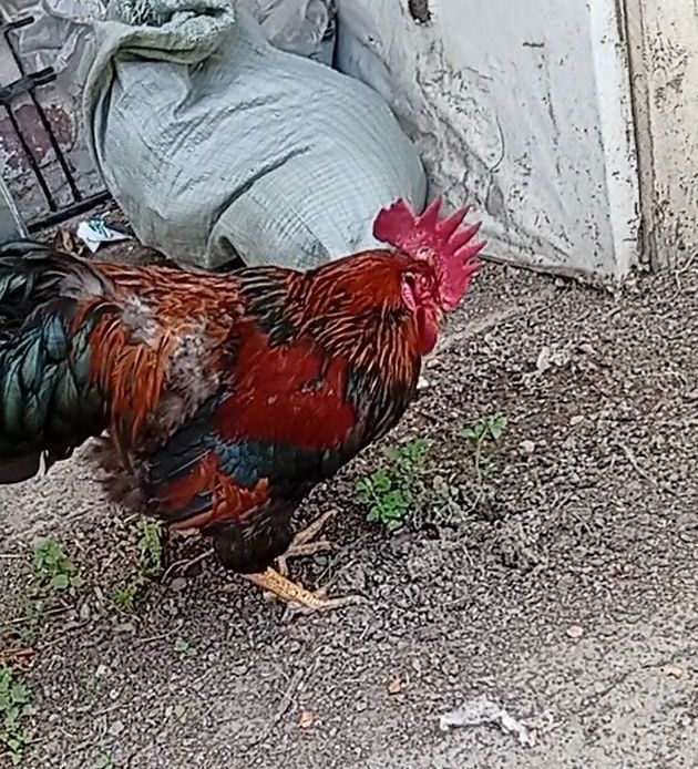 Петух Кучинский 1 год