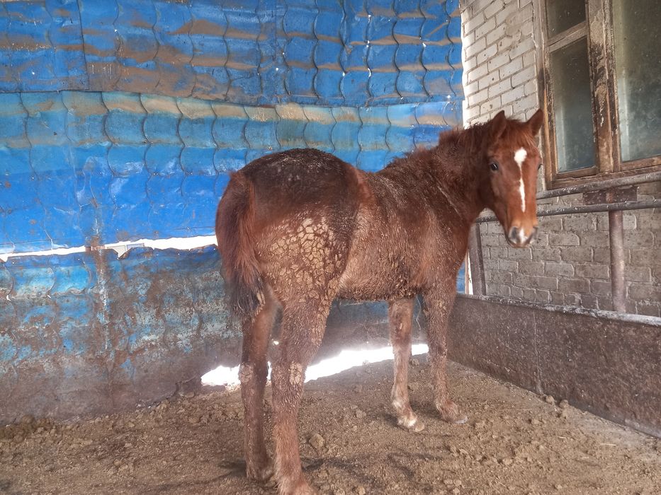 Продам жеребчика и кобылку