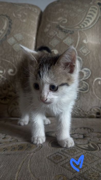 3месячные котята