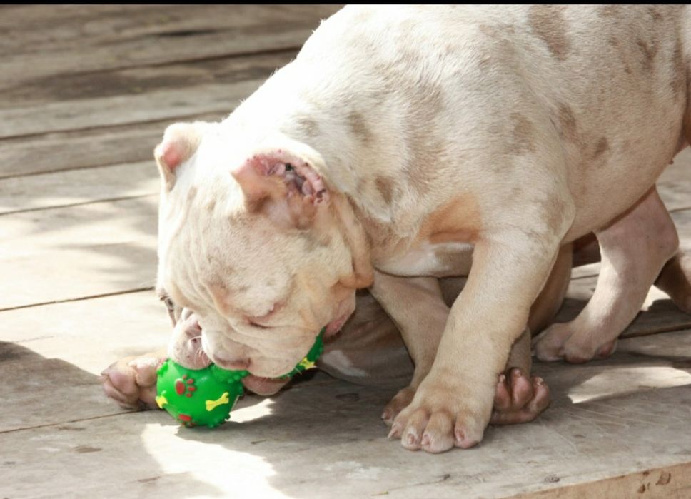 Американский булли Премиум класса!