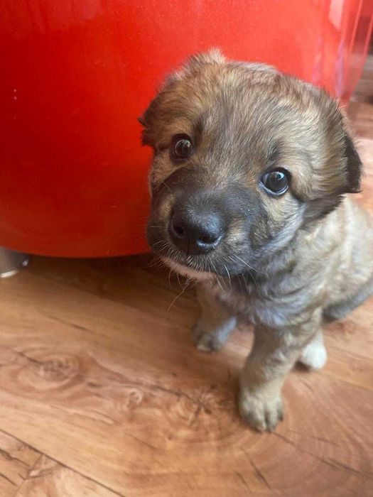 Щенку нужен дом!