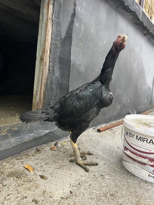 sotiladi namangan uychi