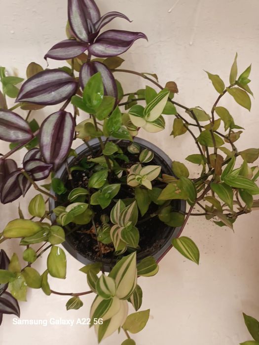 Plante curgatoare tradescantia