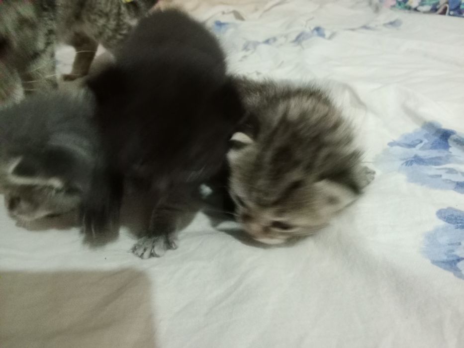 Отдам котят. 2 девочки черная и полосатая