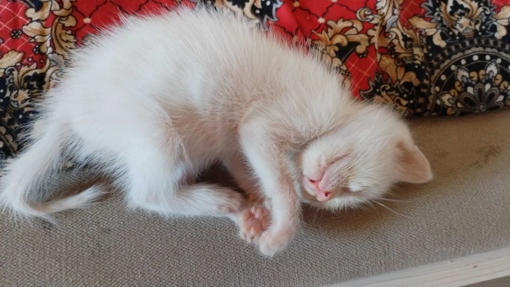 Котёнок в добрые руки