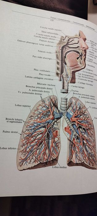 Атлас по анатомияна човека Синельникови 1,2 и 3 том