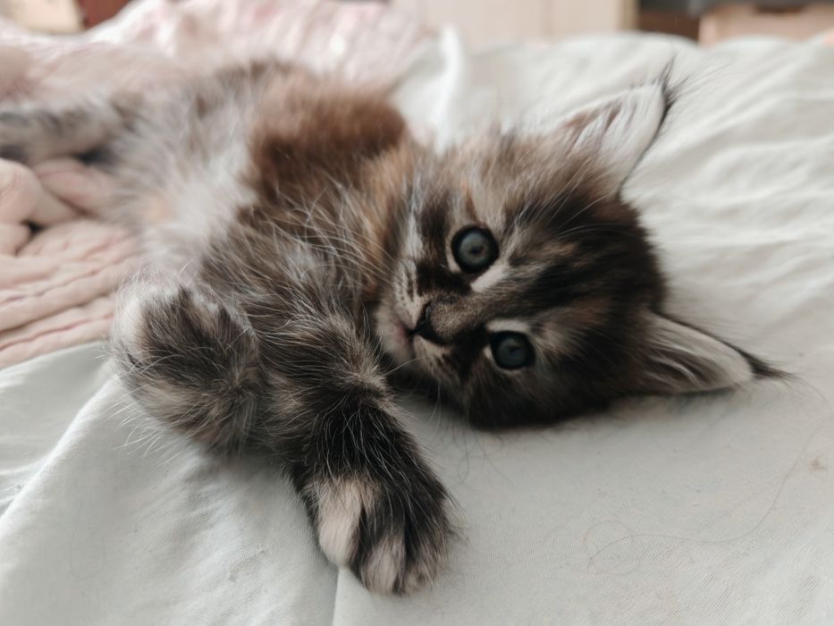 Продаются котята породы мейн кун