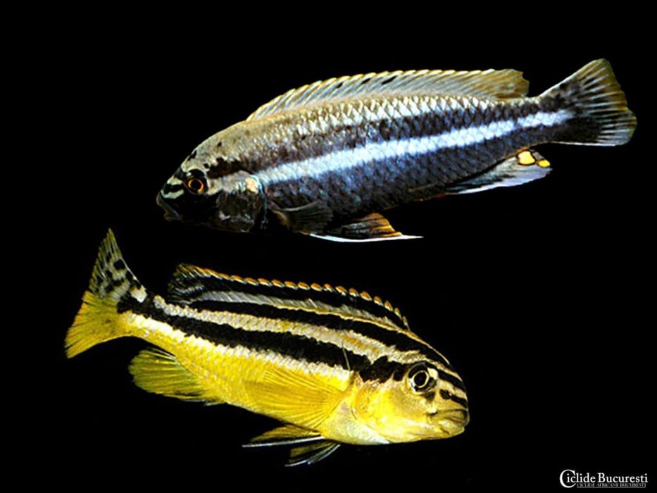Vand  Ciclide Melanochromis Auratus