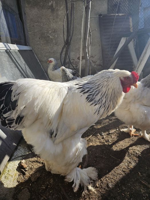 Петли колумбийска брама