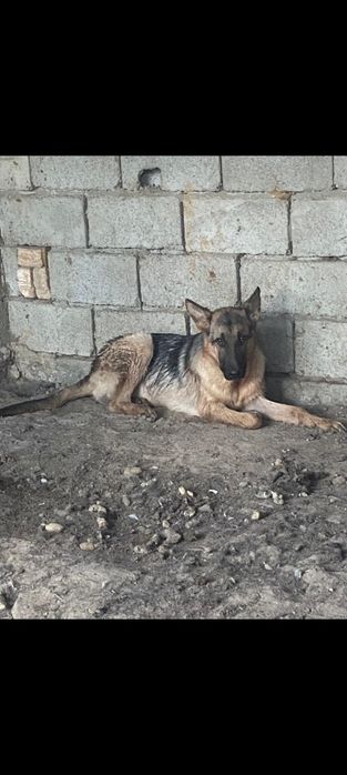 Овчарка күшік сатылады.