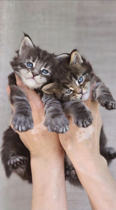 Котята Мейн-кун из Питомника в Рассрочку!