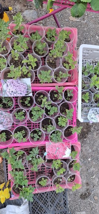 Хризантема мультифлора