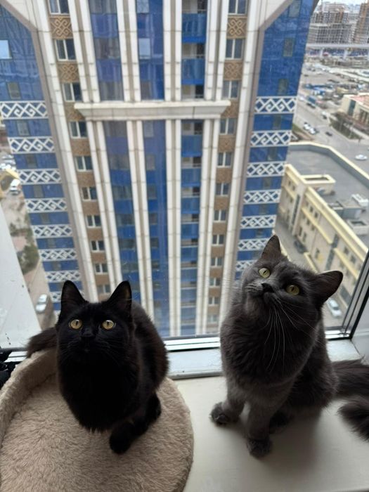 Продам кошек, девочки