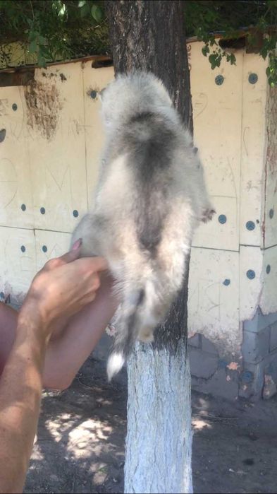 серебристая голубоглазая волчица