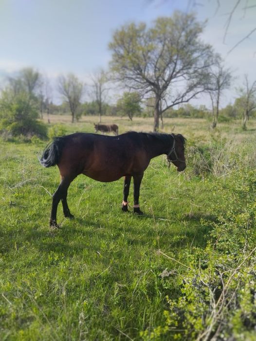 Продаю две кобылы