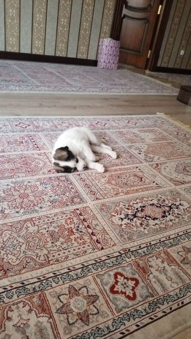 Породистая собака