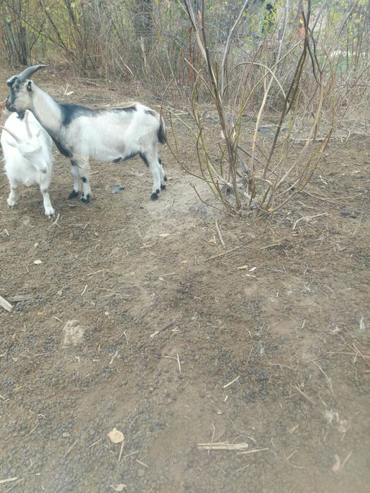 Vând țapi, de rasă și comuni