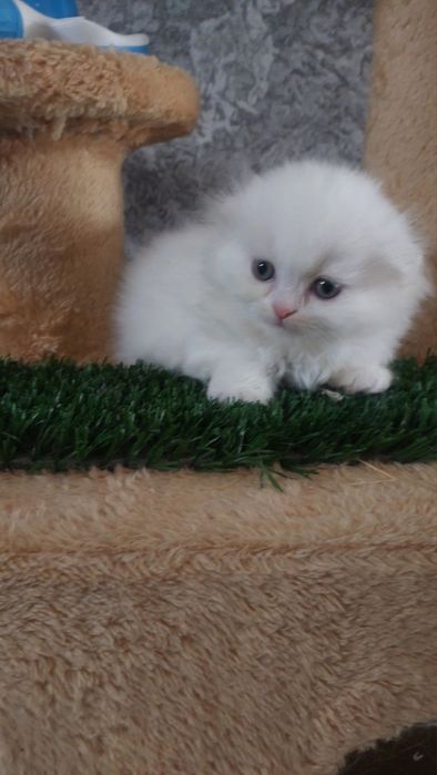 Продаются котята