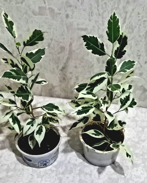 Фикус Бенджамина