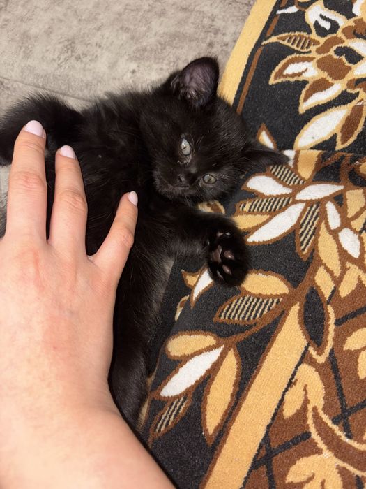 Скоттиш Страйт Scottish straight