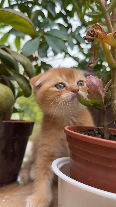 Scottish fold mushukcha sotiladi
