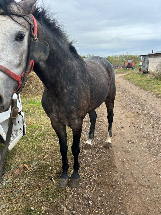 Vând iapă și cal sau schimb cu vitei