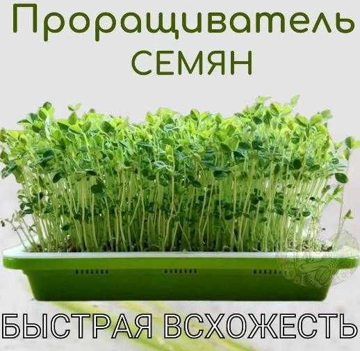 Проращиватель для микрозелени.