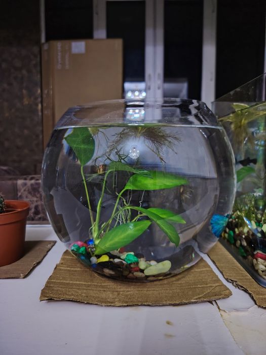 Аквариум ичидаги утлари билан