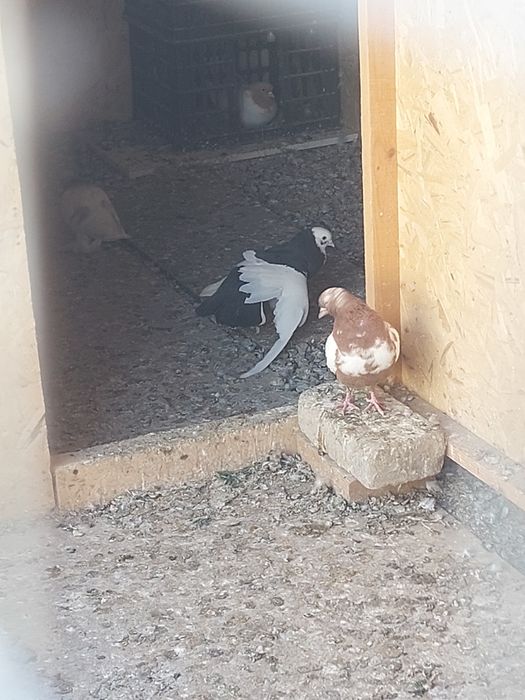 Кептер Құс Голуби