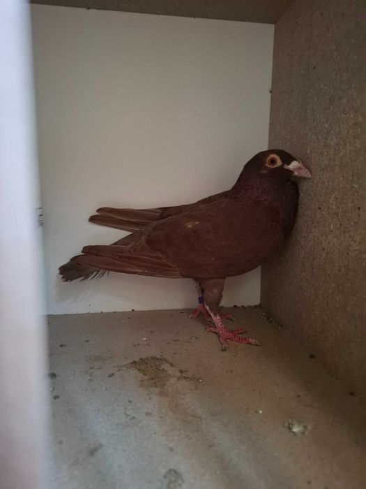 1 mascul  voltat indian și o pereche de voiajori