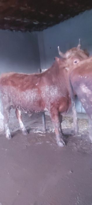 2 жастан аскан 3 бас бұқа сатылады