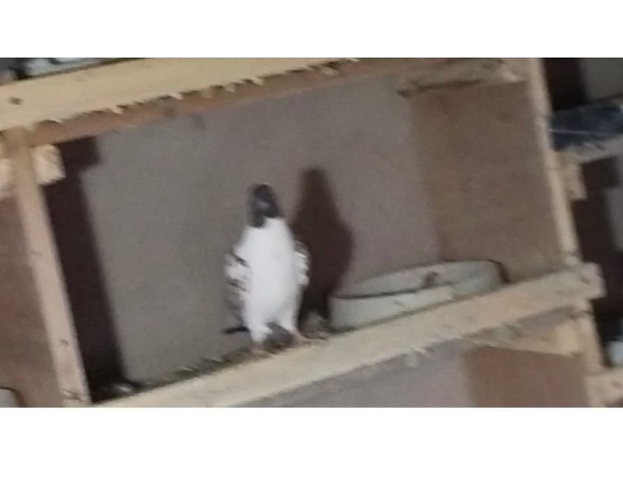 Голуби птицы 4шт