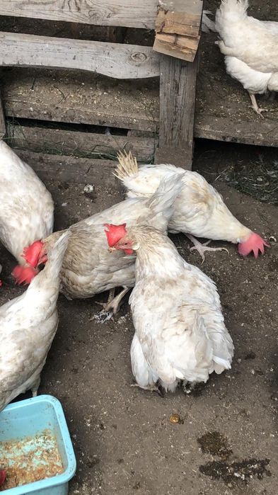 Куры несушки в Наличии ДОСТАВКА