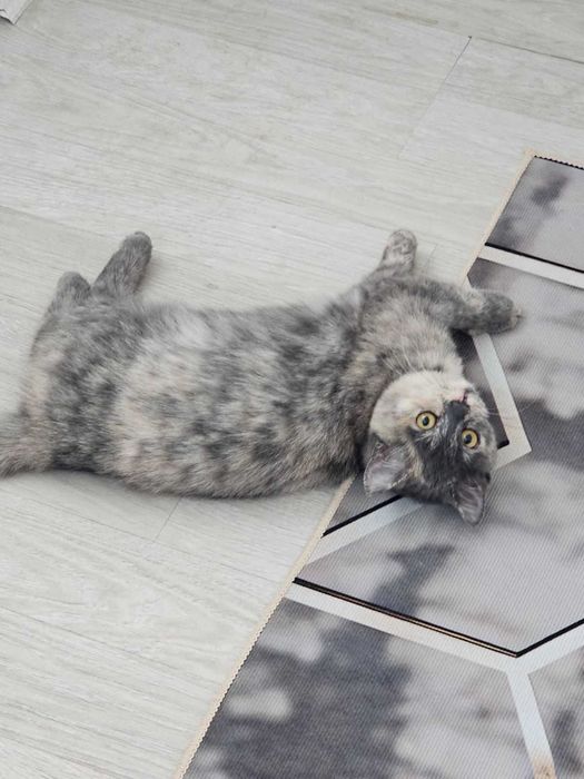 Обаятельная и привлекательная ласкуша