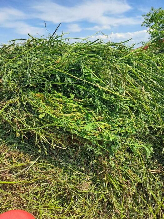 balot lucerna infoliata