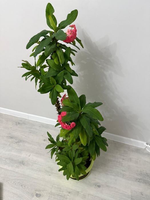 Гүл сатылады,  үй өсімдігі