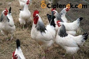 Адлер серебристый