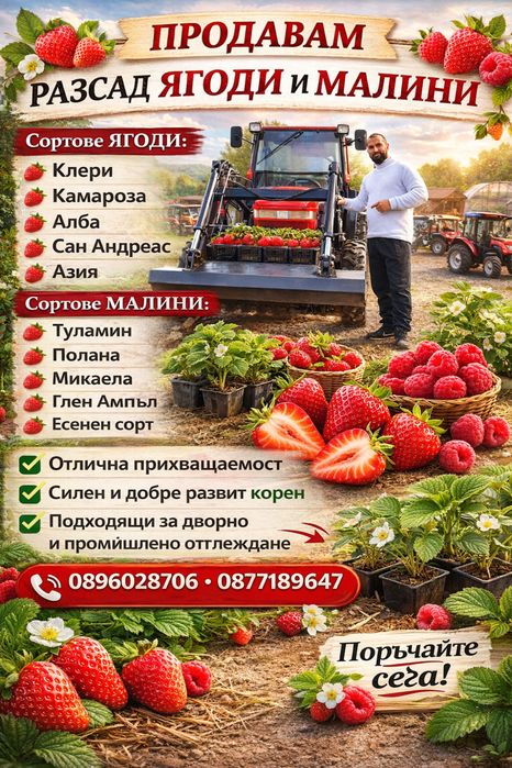 Здравей те Продавам расад ягоди и малини