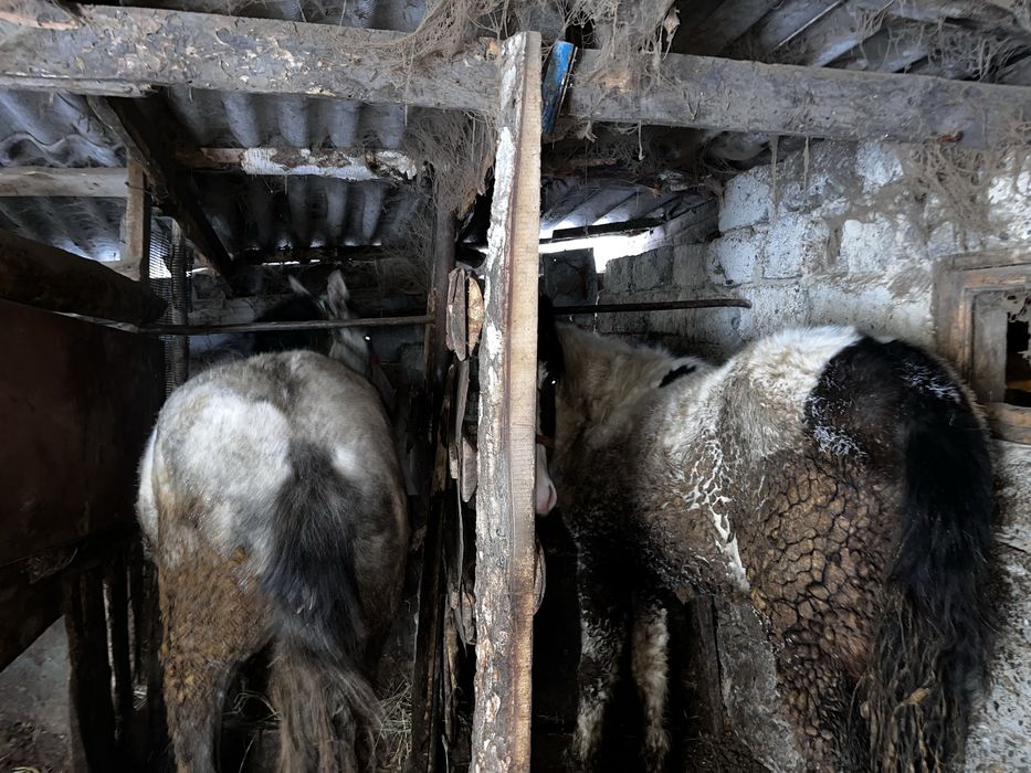 Семіртілген тай